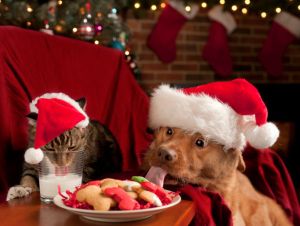 dog and cat in santa hats eating cookies