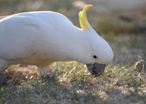 cockatoo