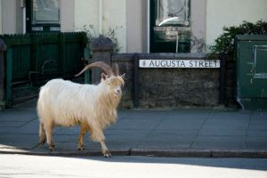 Goats Roam Welsh Town As Coronavirus Lockdown Empties Its Streets