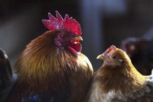 Japan Struggles To Contain Bird Flu Outbreak