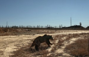 Animal Sanctuary Rescues And Shelters Abused And Abandoned Wildlife