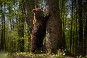 Wildlife Sanctuary Near Lviv Cares For Bears Evacuated From Kyiv Amid War