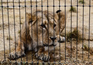 Finishing Touches Are Applied To The New Lion's Enclosure At London Zoo