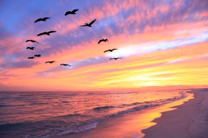 Flock of Pelicans Fly Over the Beach at Sunset