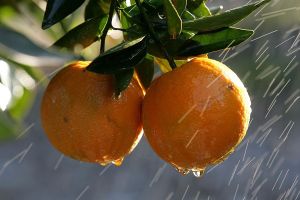 Oranges growing on a tree