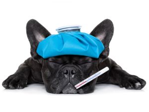 french bulldog dog very sick with ice pack or bag on head, eyes closed and suffering , thermometer in mouth , dog illness concept
