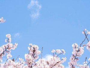 Cherry Blossoms and the Sky