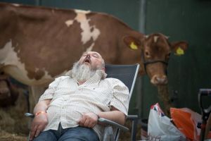 Man sleeping with a cow behind him. A man was stabbed by his neighbor over an argument about snoring.