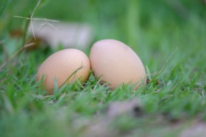 2 chicken eggs lying on the grass