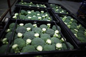 Trays of broccoli. An Australian woman has gone viral for the way she pronounces broccoli