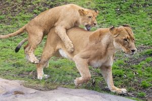 Two lions playing. People at Disney witnessed a 'wild' sex act
