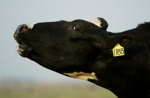 A cow. Why did a Canadian restaurant make a customer sign a waiver? Has to do with the cow!