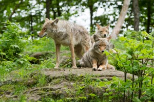 A Coyote Pack in summer resting in the woods