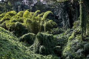 Hawaiian Rainforest canopy