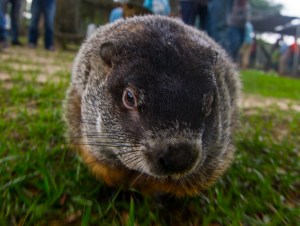 CUTE GROUNDHOG LOOK AT CAMERA SHY AND READY TO SEE HIS SHADOW