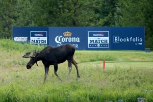A moose walks on a golf course.