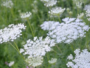 Image of the Hemlock Flower in white.