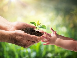 Old Man Giving Young Plant To A Child, Baby in Nature