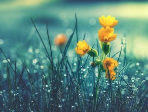 Beautiful yellow daisy in the morning dew. Shallow depth of field