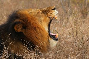 Lion lets out a roar in Africa
