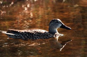 A duck swimming in water. What does a duck have to do with a man being banned from Buc-ee's for life?