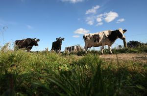 Cows on a farm. Watch as a cow hilariously objects to a couple's outdoor wedding