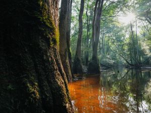 Trees and a river at Congaree National Park.