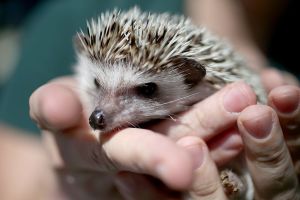 An adorable hedgehog in a person's hands. A woman thought she was saving a hedgehog but what did it turn out to be?