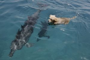 This dog wants to be friends with dolphin
