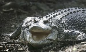 Giant crocodile