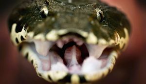 A snake up close. An Indian YouTuber gave out snake venom at a party