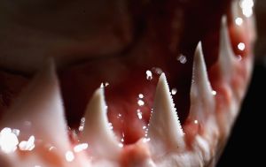 The teeth of a Great White Shark