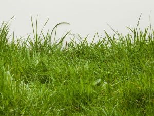 Tall grass in a meadow.