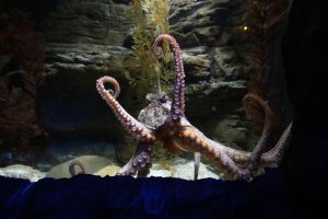 An octopus in an aquarium. A kid got an octopus for his birthday