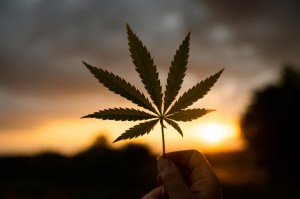 marijuana cannabis leaf in hand against the backdrop of the setting sun