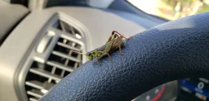 A grasshopper sitting on a steering wheel.