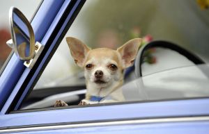 dog sitting in car. Watch dogs destroy a car trying to chase a cat in Florida