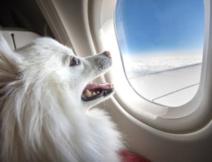 A smiling puppy looking out of an airplane window while in flight. Dog on airplane
