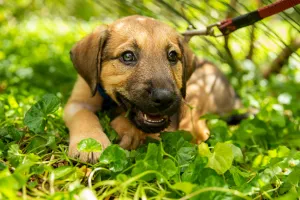 Puppy in the grass. How did a puppy out a cheater?