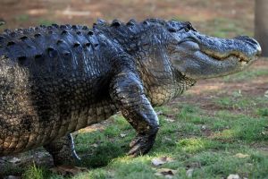 An alligator like the one that went at a Florida Man