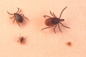 Up close view of ticks. A Naked and Afraid contestant has the worst penis luck!