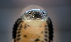 King Cobra. More than 35 snakes were found in an Indian home!