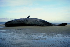 A beach whale on the beach shore during morning hours. A whaled washed up to shore.