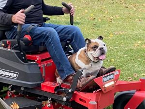 English Bulldog riding a lawn mower.