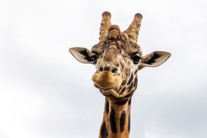 A giraffe. A giraffe grabbed a toddler out of a car at a Texas drive-thru safari!