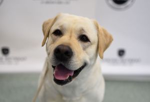 Yellow Labrador smiling. Have you heard of the Paws In Challenge on TikTok?